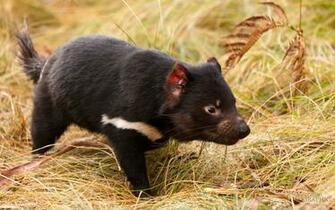 Tasmanian Devil Computer Wallpaper Desktop Background