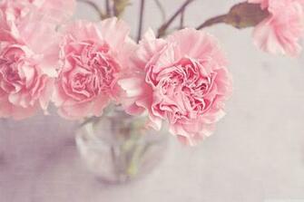 Cute Wallpaper Image iPhone Quotes Animal