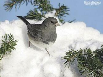 Birding Birds Blooms