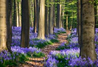 Wallpaper Hyacinthoide Belgium Spring Forest Flowers Desktop