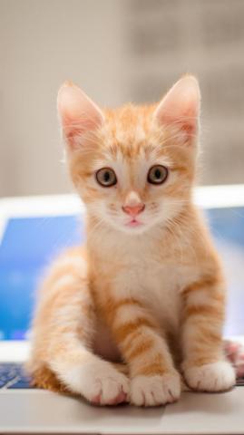 Wallpaper Kitten Cat Cute 8k Animals