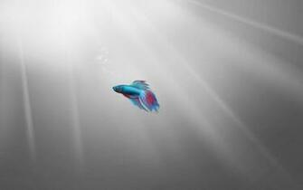 Windows Basic Wallpaper Starter By
