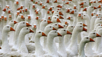 Goose Wallpaper