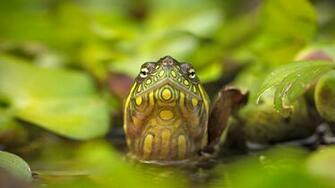 Red Eared Slider Turtle Ammit Jack Bing Wallpaper
