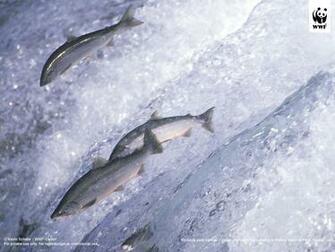 Salmon European Pacific Wwf