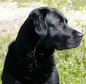 Wallpaper Black Lab Dogs