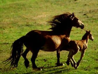HD Horse Wallpaper For Windows
