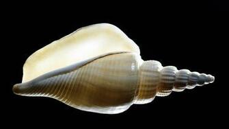 Shell Wallpaper