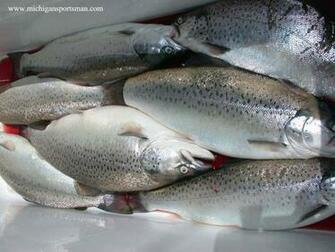 Brown Trout Wallpaper