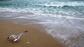 Wallpaper Atlantic Ocean Bridge Seagull Coast HD