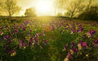 Daily Wallpaper Wild Flowers I Like To Waste My Time