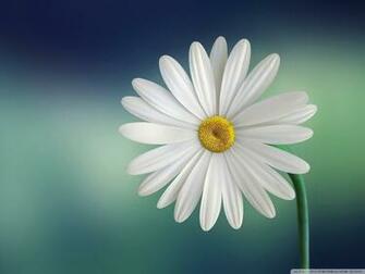 Marguerite Daisy Flower Phone Wallpaper By Momo131313