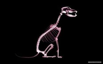 Art Wallpaper X Ray Index