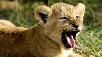 Wild Animal Desktop Background HD Wallpaper