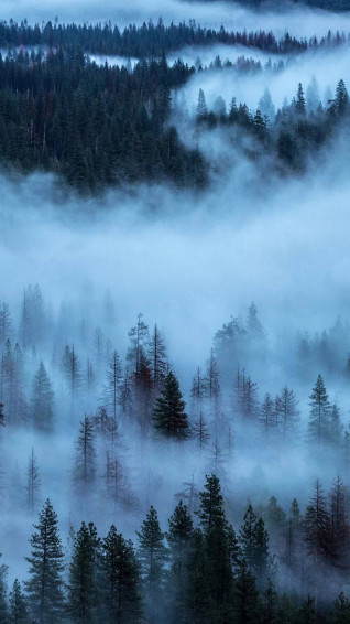Forest iPhone Wallpaper
