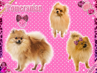 Pomeranian Wallpaper By Xxxmikanbouyaxxx