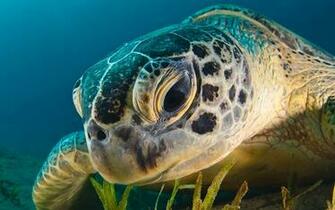 HD Sea Turtle Wallpaper And Photos Animals
