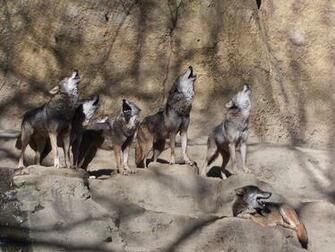 Pack Of Wolves Howling Wallpaper Wolf S By Sheltiewolf