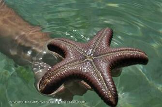Beautiful Wallpaper Star Fish