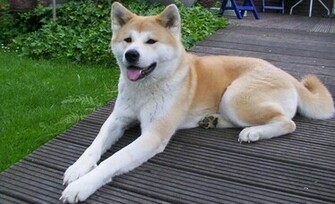 Akita Wallpaper Pictures Pics Photos Image Desktop
