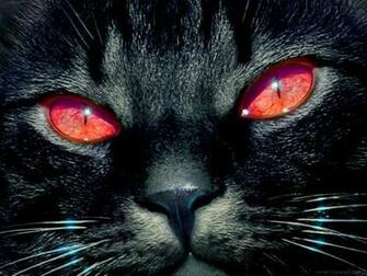 Black Cat Screensaver Screensavers