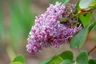 Lilac Flowers Multiple