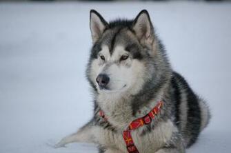 Malamute HD Desktop Wallpaper Widescreen High