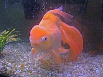 Eye Goldfish Fantail Ryukin Gold Fish Beautiful