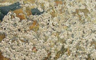 Stone Wallpaper That Looks Like A Wall Pictures