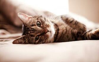 Cats Widescreen Wallpaper HD Desktop