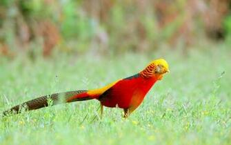 By Stephen Comments Off On Golden Pheasant HD