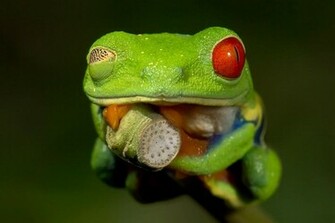 Related Pictures Frog Wallpaper