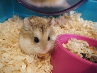 Cute Roborovski Hamster Wallpaper Me