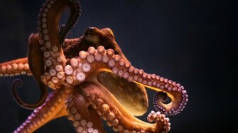 Animal Octopus Wallpaper