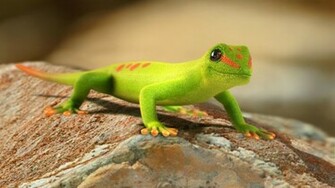 Gecko HD Wallpaper