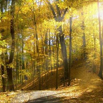 Wallpaper For iPad Sunny Autumn Forest