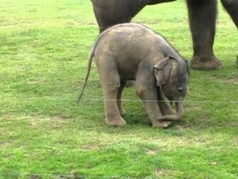 Cute Elephant Pictures HD Wallpaper In Animals Imageci