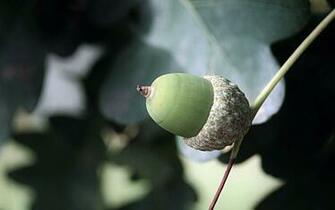 Acorn Wallpaper HD S