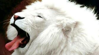White Lion Wallpaper