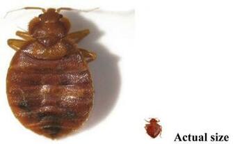 Mantis Pest Control Termite Treatment Exterminator Service New