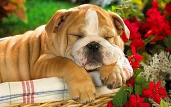 HD Summer Animals On Apple Mac Desktop Wallpaper Sleeping Dogs