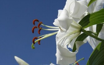 Belladonna Lily HD Wallpaper High Definition