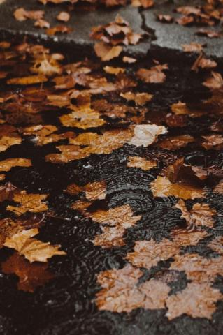 Raindrops Pictures Image