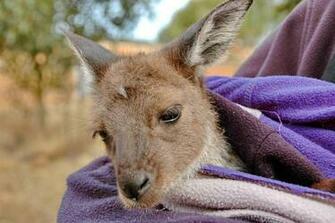 Baby Kangaroo Pictures HD Wallpaper And