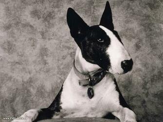 File Bull Terrier Wallpaper 5kmto5a Jpg 4usky
