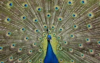 Keywords Peacock Wallpaper Desktopwallpaper