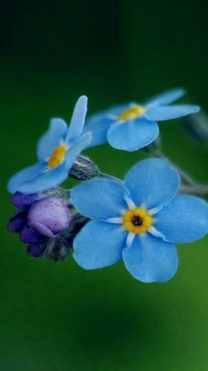 Spring Flower iPhone HD Wallpaper