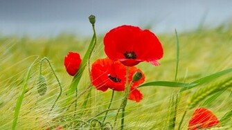 Red Poppies Widescreen Wallpaper Wallpaperlepi
