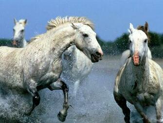 Running Horse Wallpaper White Horses For Desktop