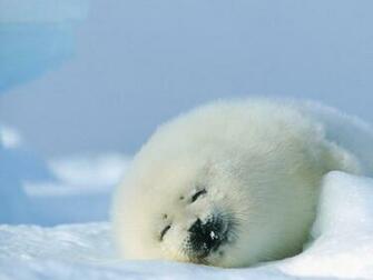 HD Harp Seal Desktop Wallpaper